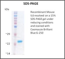 IL6 / Interleukin 6 Protein