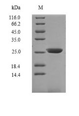 IL7R / CD127 Protein - (Tris-Glycine gel) Discontinuous SDS-PAGE (reduced) with 5% enrichment gel and 15% separation gel.