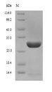 IL7R / CD127 Protein - (Tris-Glycine gel) Discontinuous SDS-PAGE (reduced) with 5% enrichment gel and 15% separation gel.