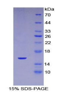 INHA / Inhibin Alpha Protein - Recombinant Inhibin A By SDS-PAGE