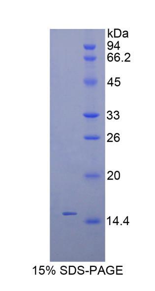 INHBC Protein - Recombinant Inhibin Beta C By SDS-PAGE