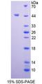INSL5 Protein - Recombinant Insulin Like Protein 5 By SDS-PAGE