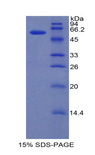 IRF1 / MAR Protein - Recombinant Interferon Regulatory Factor 1 By SDS-PAGE