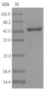 IRF3 Protein - (Tris-Glycine gel) Discontinuous SDS-PAGE (reduced) with 5% enrichment gel and 15% separation gel.