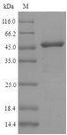 IRF3 Protein - (Tris-Glycine gel) Discontinuous SDS-PAGE (reduced) with 5% enrichment gel and 15% separation gel.
