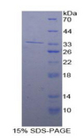 IRF4 Protein - Recombinant Interferon Regulatory Factor 4 By SDS-PAGE
