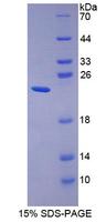 ISG15 Protein - Recombinant Ubiquitin Cross Reactive Protein By SDS-PAGE