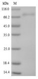 ISM1 Protein - (Tris-Glycine gel) Discontinuous SDS-PAGE (reduced) with 5% enrichment gel and 15% separation gel.