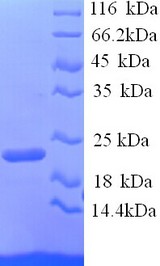 ITGAL / CD11a Protein