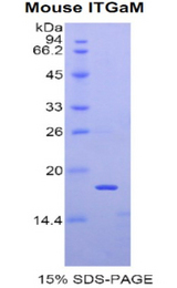 ITGAM / CD11b Protein - Recombinant Integrin Alpha M By SDS-PAGE