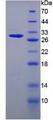ITLN1 / Omentin Protein - Recombinant Intelectin 1 By SDS-PAGE