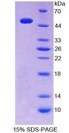 ITPA Protein - Recombinant  InosineTriphosphatase(ITPA) By SDS-PAGE