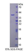KATII / AADAT Protein - Recombinant Aminoadipate Aminotransferase (AADAT) by SDS-PAGE