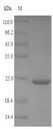 KEAP1 Protein - (Tris-Glycine gel) Discontinuous SDS-PAGE (reduced) with 5% enrichment gel and 15% separation gel.