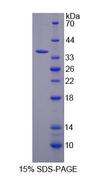 KEAP1 Protein - Recombinant  Kelch Like ECH Associated Protein 1 By SDS-PAGE