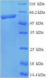 KIF1A Protein