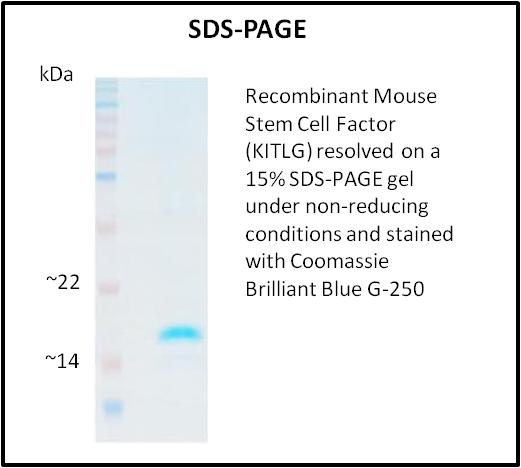 KITLG / SCF Protein