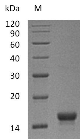 KITLG / SCF Protein - (Tris-Glycine gel) Discontinuous SDS-PAGE (reduced) with 5% enrichment gel and 15% separation gel.