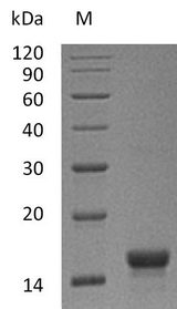 KITLG / SCF Protein - (Tris-Glycine gel) Discontinuous SDS-PAGE (reduced) with 5% enrichment gel and 15% separation gel.