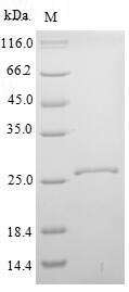 KLK14 / Kallikrein 14 Protein - (Tris-Glycine gel) Discontinuous SDS-PAGE (reduced) with 5% enrichment gel and 15% separation gel.