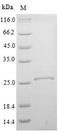 KLK14 / Kallikrein 14 Protein - (Tris-Glycine gel) Discontinuous SDS-PAGE (reduced) with 5% enrichment gel and 15% separation gel.
