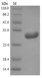 KLK8 / Kallikrein 8 Protein - (Tris-Glycine gel) Discontinuous SDS-PAGE (reduced) with 5% enrichment gel and 15% separation gel.