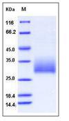 KLRB1 / CD161 Protein