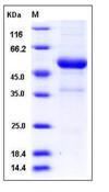Klrb1f Protein