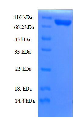 KPNB1 / Importin Beta Protein