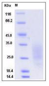 LAIR1 / CD305 Protein