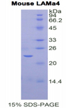LAMA4 / Laminin Alpha 4 Protein - Recombinant Laminin Alpha 4 By SDS-PAGE
