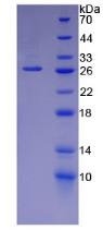 LAMA5 / Laminin Alpha 5 Protein - Recombinant Laminin Alpha 5 By SDS-PAGE