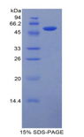 LAMB1 / Laminin Beta 1 Protein - Recombinant Laminin Beta 1 By SDS-PAGE
