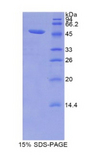 LCN12 Protein - Recombinant Lipocalin 12 By SDS-PAGE
