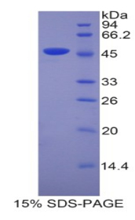 Lcn4 / Lipocalin 4 Protein - Recombinant Lipocalin 4 By SDS-PAGE