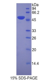 LEFTYB / LEFTY1 Protein - Recombinant Left/Right Determination Factor 1 By SDS-PAGE