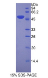 LEFTYB / LEFTY1 Protein - Recombinant Left/Right Determination Factor 1 By SDS-PAGE
