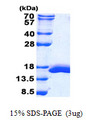 LGALS2 / Galectin 2 Protein
