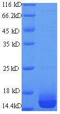 LGALS7 / Galectin 7 Protein