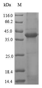 LGMN / Legumain Protein - (Tris-Glycine gel) Discontinuous SDS-PAGE (reduced) with 5% enrichment gel and 15% separation gel.