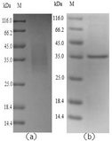 LGMN / Legumain Protein - (Tris-Glycine gel) Discontinuous SDS-PAGE (reduced) with 5% enrichment gel and 15% separation gel.