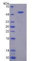 LGMN / Legumain Protein - Recombinant Legumain By SDS-PAGE