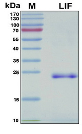 LIF Protein - SDS-PAGE under reducing conditions and visualized by Coomassie blue staining