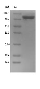 LOXL4 / LOXC Protein - (Tris-Glycine gel) Discontinuous SDS-PAGE (reduced) with 5% enrichment gel and 15% separation gel.