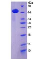 LP-PLA2 / PLA2G7 Protein - Recombinant Phospholipase A2, Lipoprotein Associated By SDS-PAGE