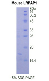 LRPAP1 Protein - Recombinant Low Density Lipoprotein Receptor Related Protein Associated Protein 1 By SDS-PAGE