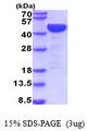 LRPAP1 Protein
