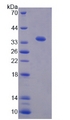 LRRC54 / TSK Protein - Recombinant Tsukushin By SDS-PAGE