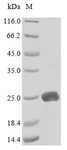 LTA / TNF Beta Protein - (Tris-Glycine gel) Discontinuous SDS-PAGE (reduced) with 5% enrichment gel and 15% separation gel.