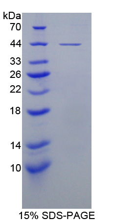 LTBP1 / LTBP-1 Protein - Recombinant  Latent Transforming Growth Factor Beta Binding Protein 1 By SDS-PAGE